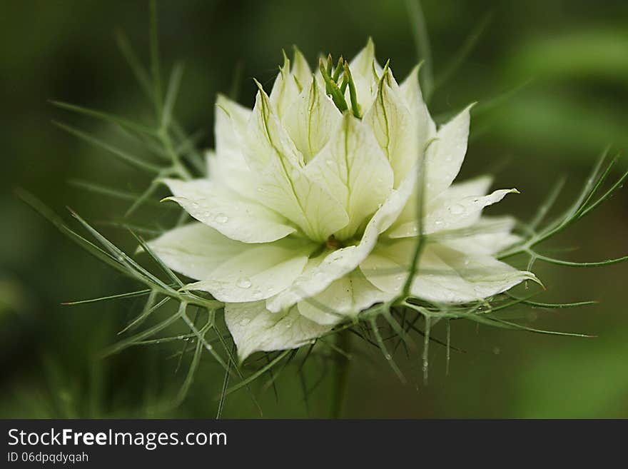 White Nigella Damascena in green background. White Nigella Damascena in green background