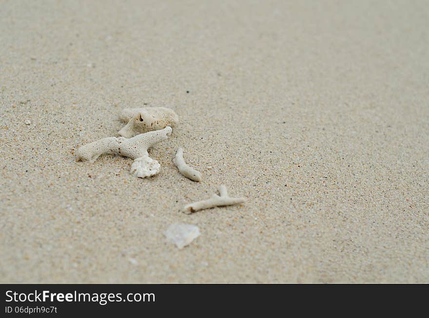 Coral carcass on the beach