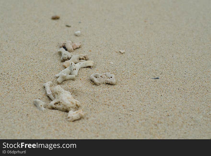 Coral carcass on the beach