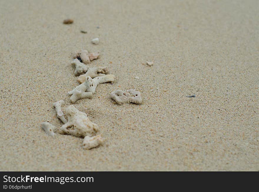 Coral carcass