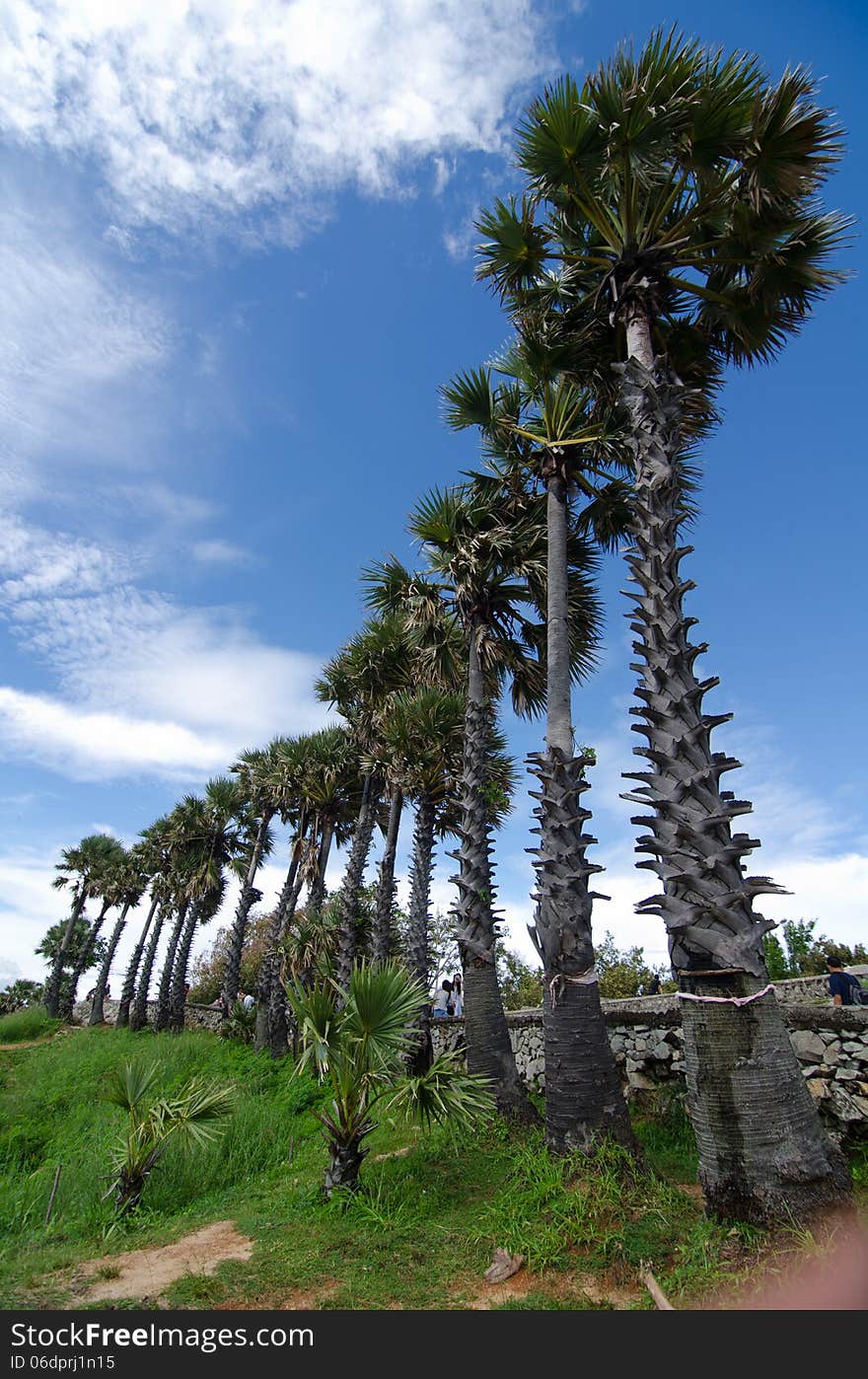 Rows of palm trees at Promthep Cape, Phuket, Thailand