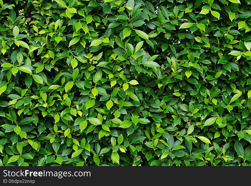 Banyan tree green leaves background. Banyan tree green leaves background