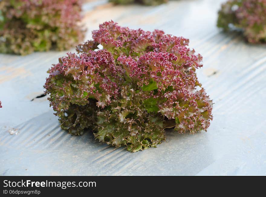 Purple vegetable frowing in farm