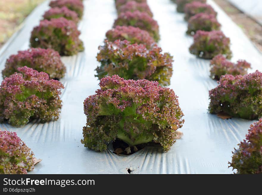 Purple vegetable frowing in farm