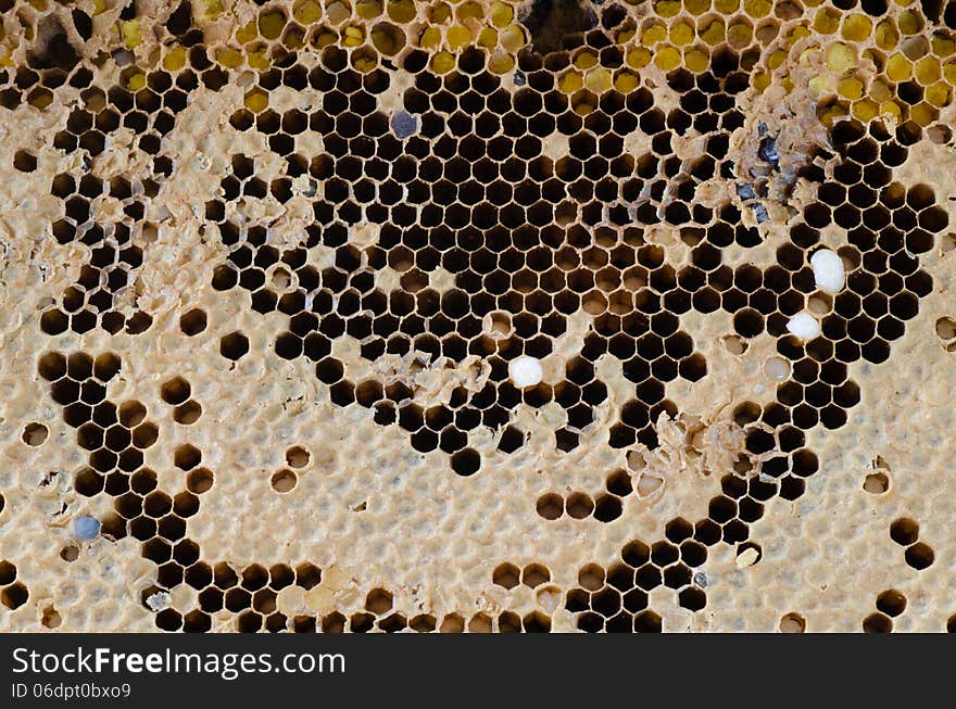 Close up of honeycomb background