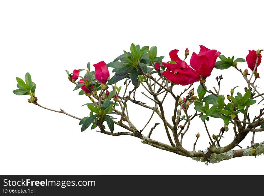 Red azalea isolated on white background