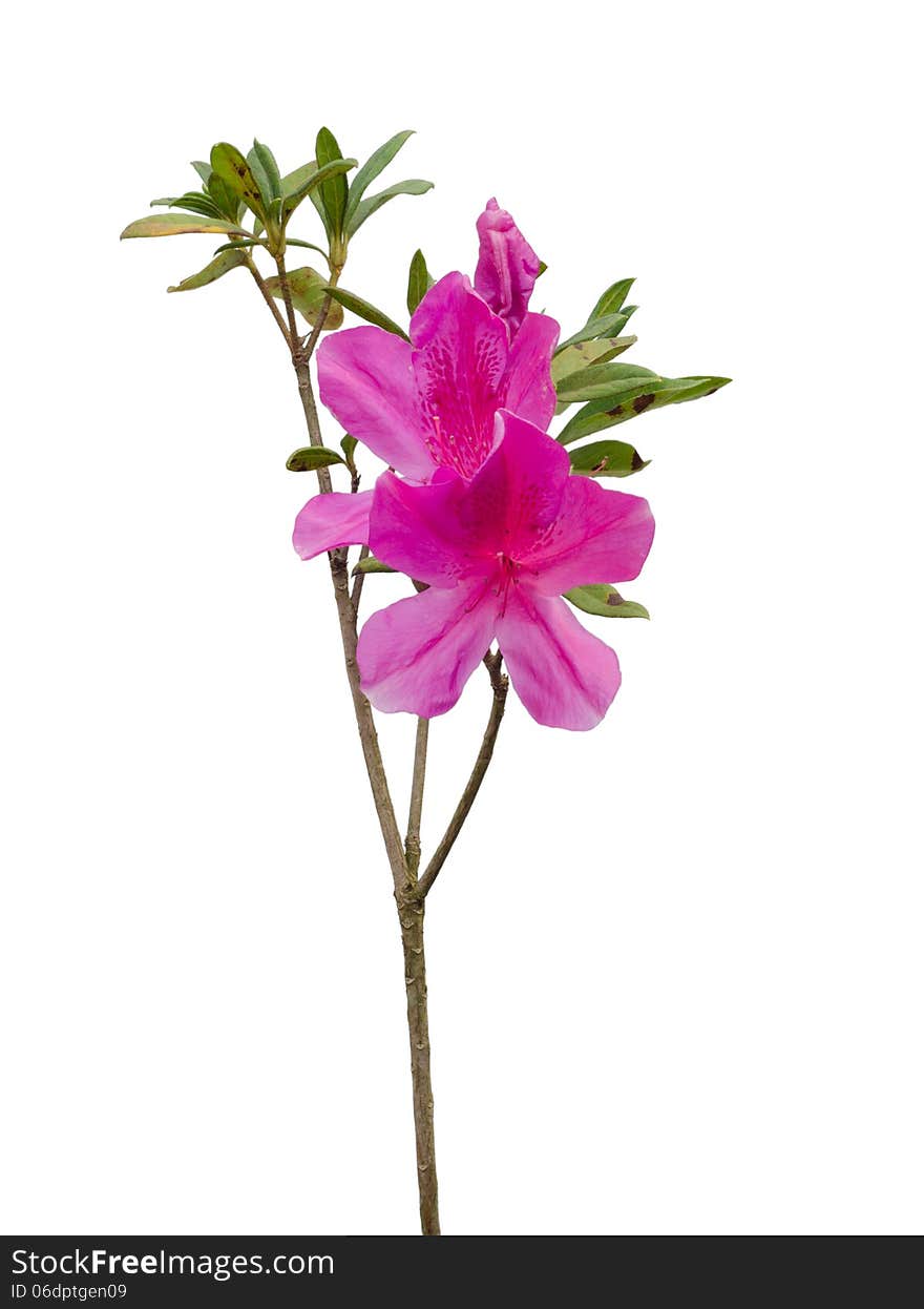 Pink azalea isolated on white background