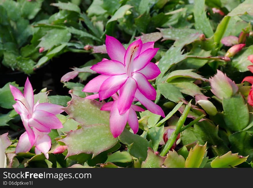 Close up Christmas Cactus (schlumbergera). Close up Christmas Cactus (schlumbergera)