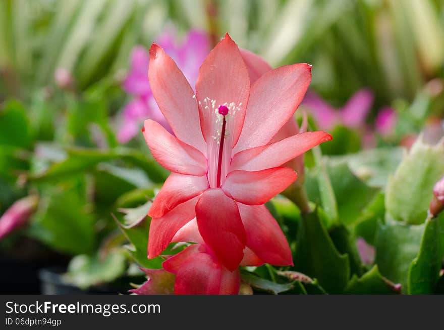 Close up Christmas Cactus (schlumbergera). Close up Christmas Cactus (schlumbergera)