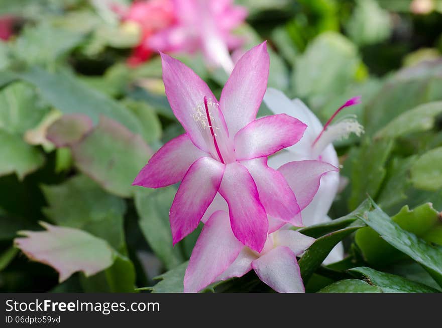 Close up Christmas Cactus (schlumbergera). Close up Christmas Cactus (schlumbergera)