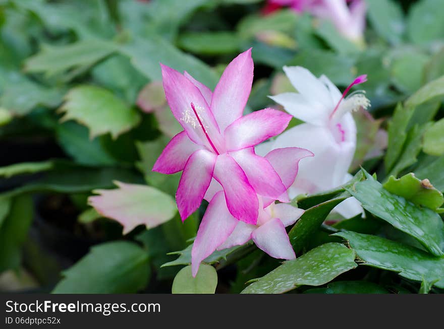 Close up Christmas Cactus (schlumbergera). Close up Christmas Cactus (schlumbergera)