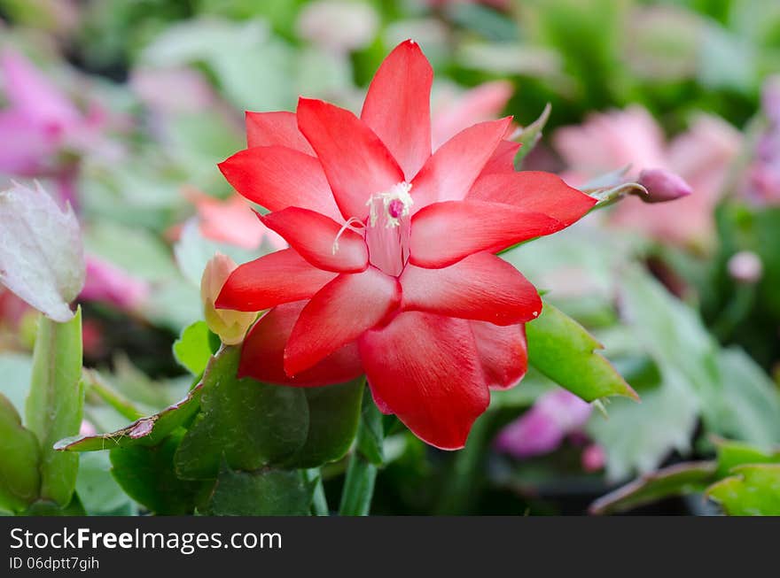 Close up Christmas Cactus (schlumbergera). Close up Christmas Cactus (schlumbergera)