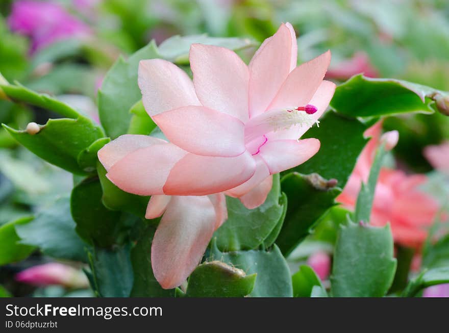 Close up Christmas Cactus (schlumbergera). Close up Christmas Cactus (schlumbergera)