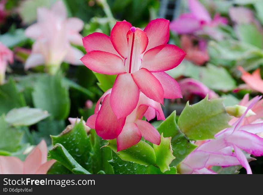 Close up Christmas Cactus (schlumbergera). Close up Christmas Cactus (schlumbergera)