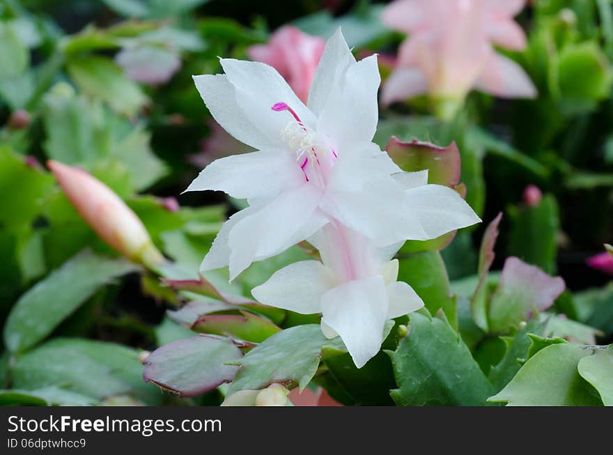 Close up Christmas Cactus (schlumbergera). Close up Christmas Cactus (schlumbergera)