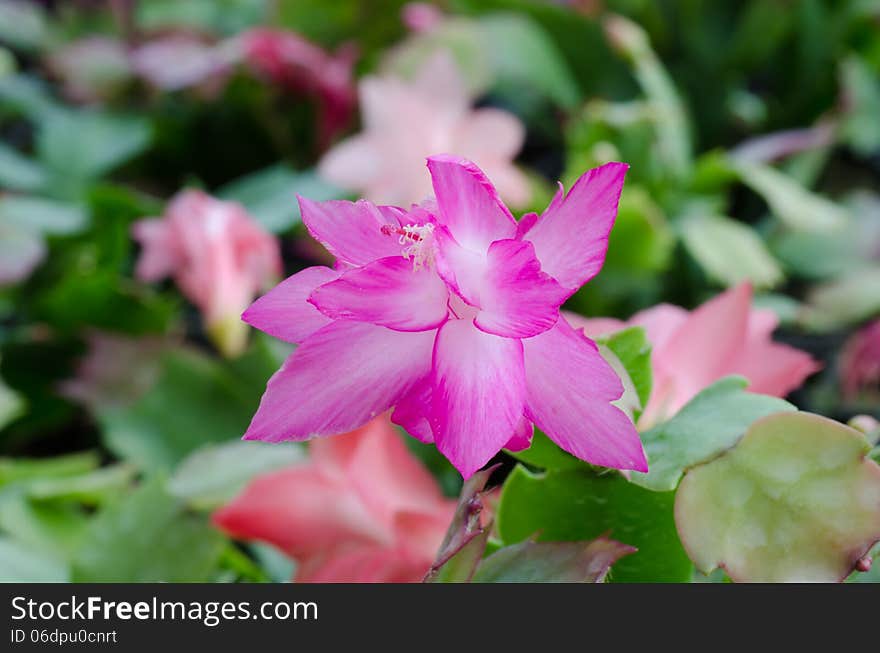 Close up Christmas Cactus (schlumbergera). Close up Christmas Cactus (schlumbergera)