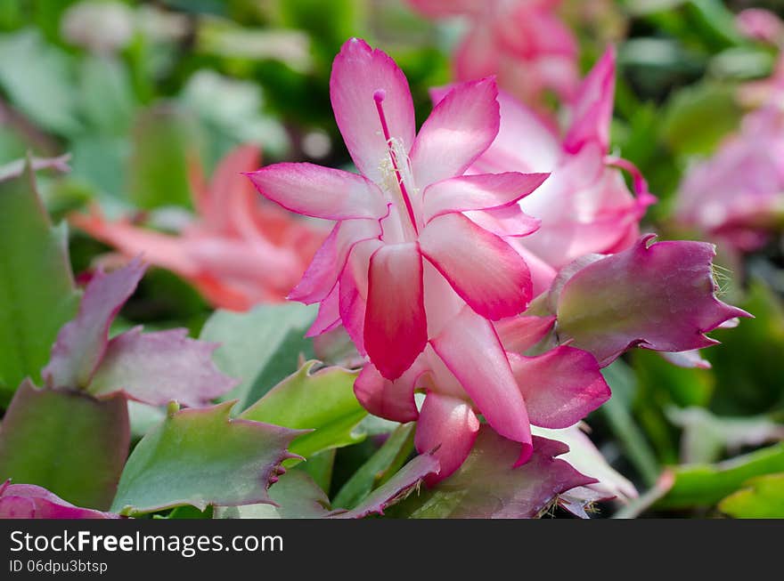 Close up Christmas Cactus (schlumbergera). Close up Christmas Cactus (schlumbergera)