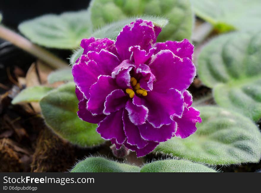 Close up of african violet flower