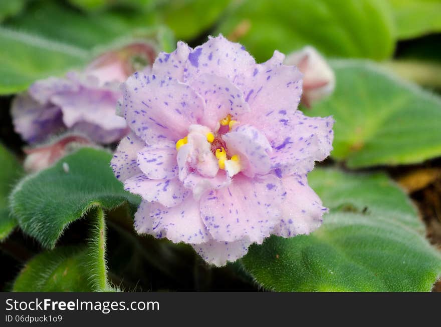 Close up of african violet flower