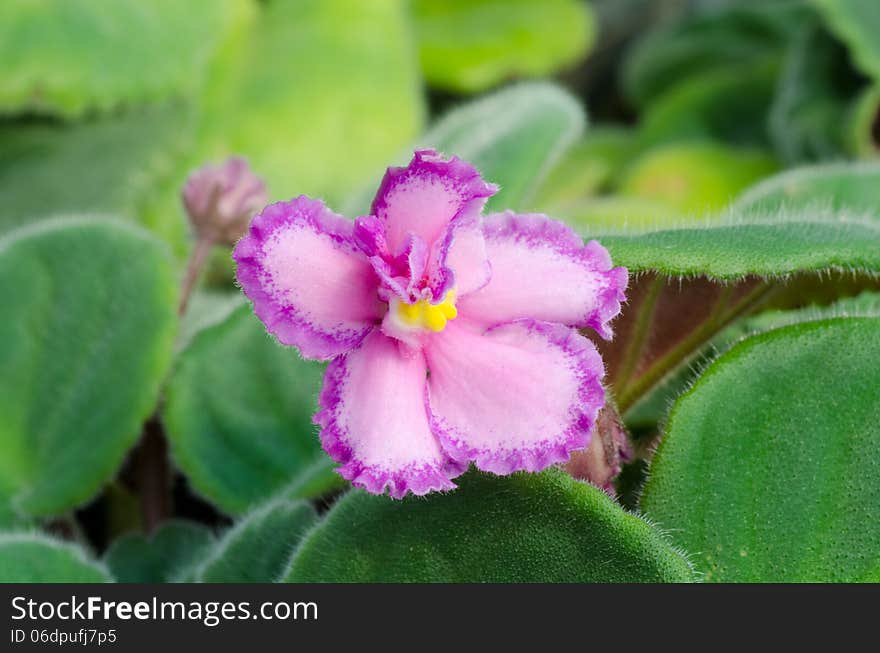 Close up of african violet flower