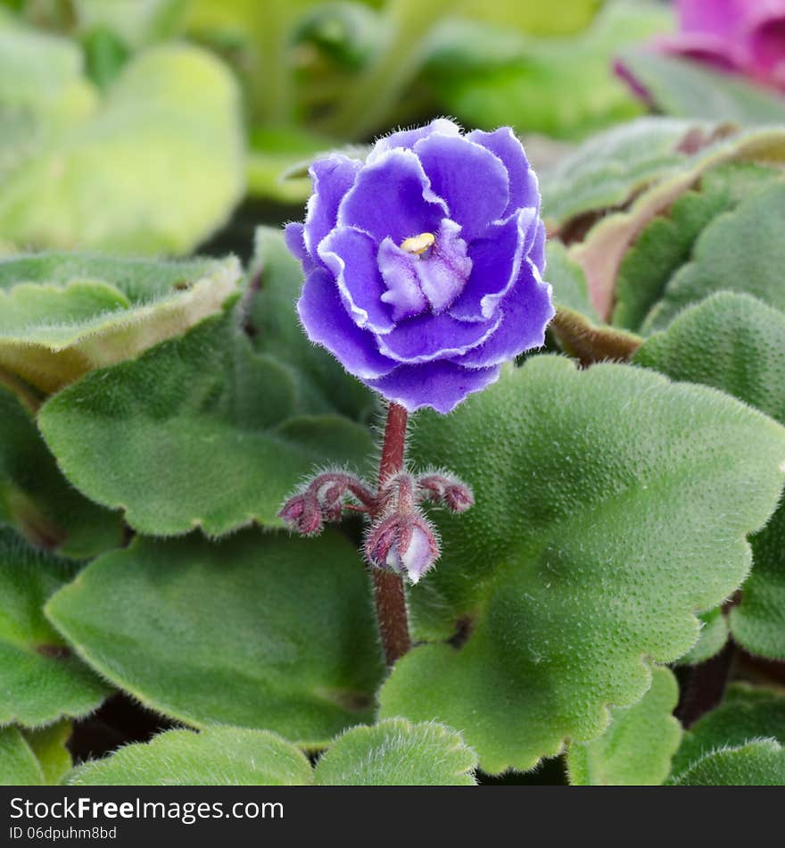 Close up of african violet flower