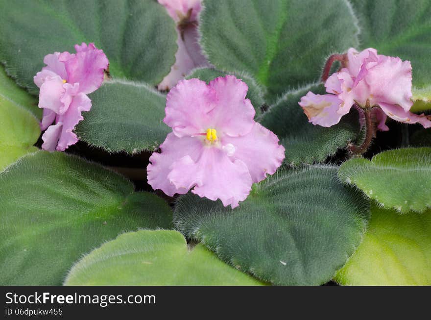 Close up of african violet flower