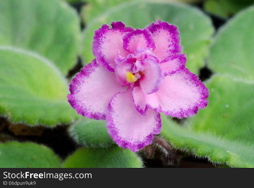 Close up of african violet flower