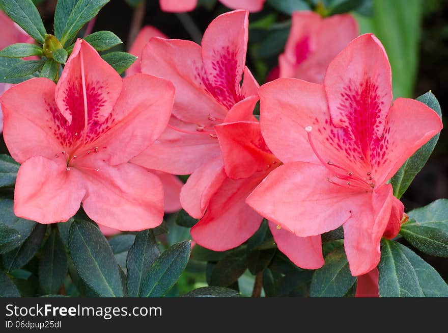Close up of Azalea flower (Rhododendron simsii Planch). Close up of Azalea flower (Rhododendron simsii Planch)