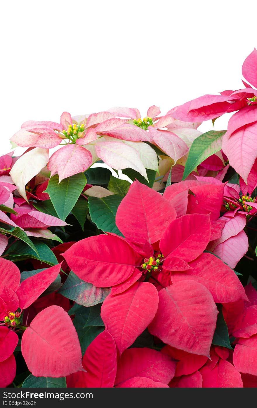 Christmas or Poinsettia isolated white background