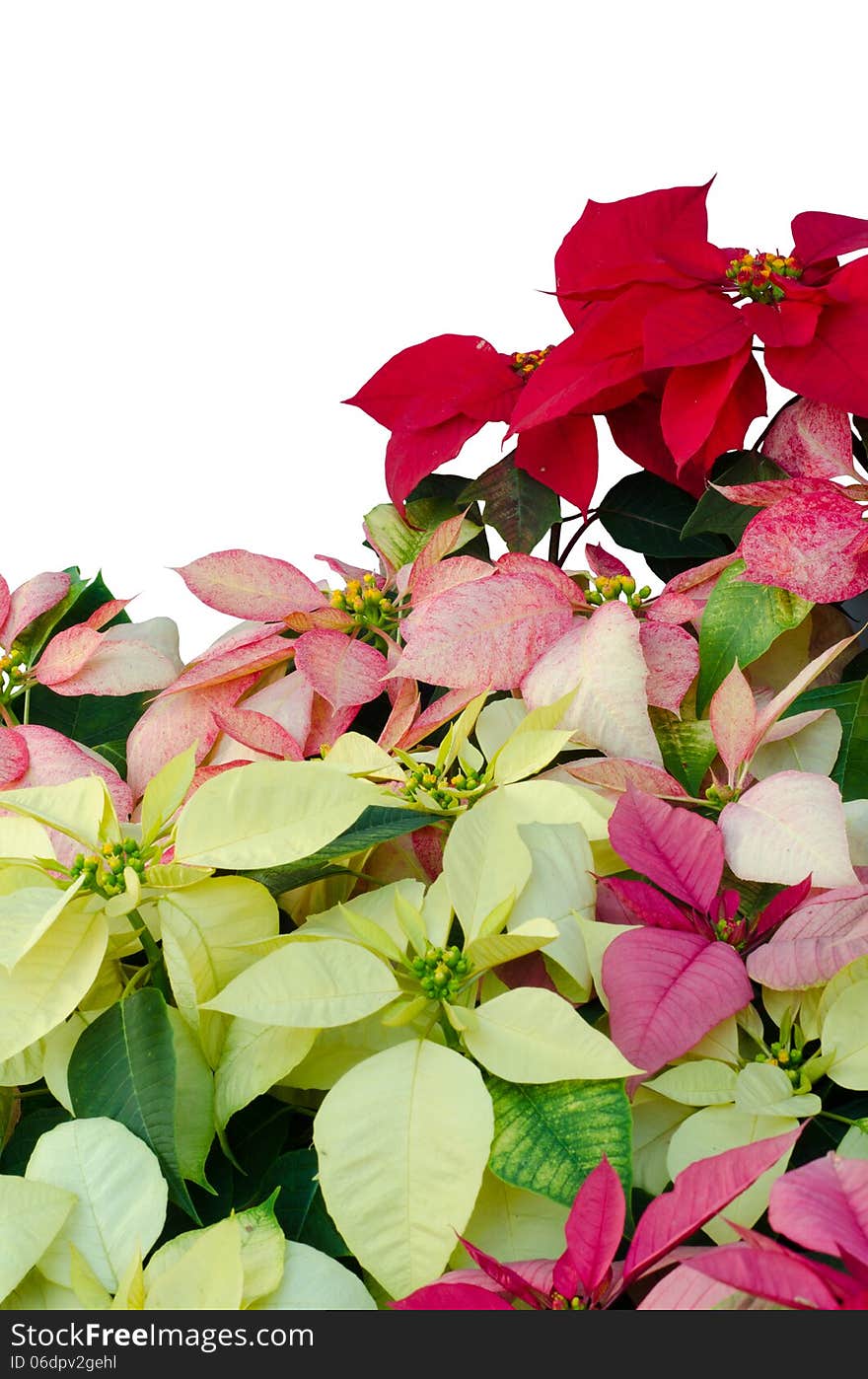 Christmas or Poinsettia isolated white background