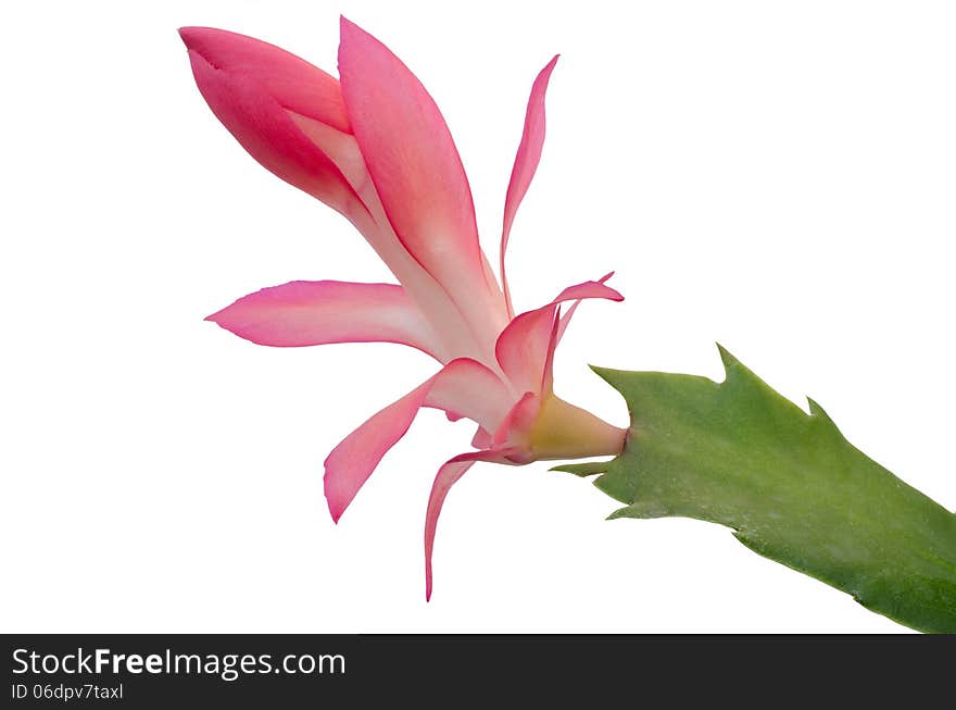 Christmas Cactus (schlumbergera) isolated on white background. Christmas Cactus (schlumbergera) isolated on white background