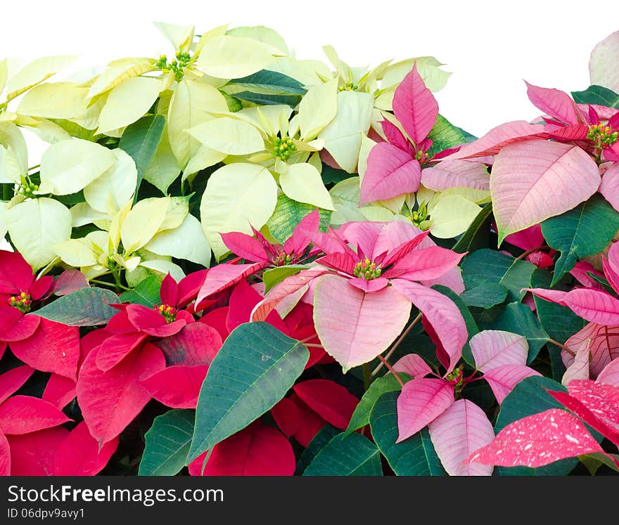 Christmas or Poinsettia isolated white background