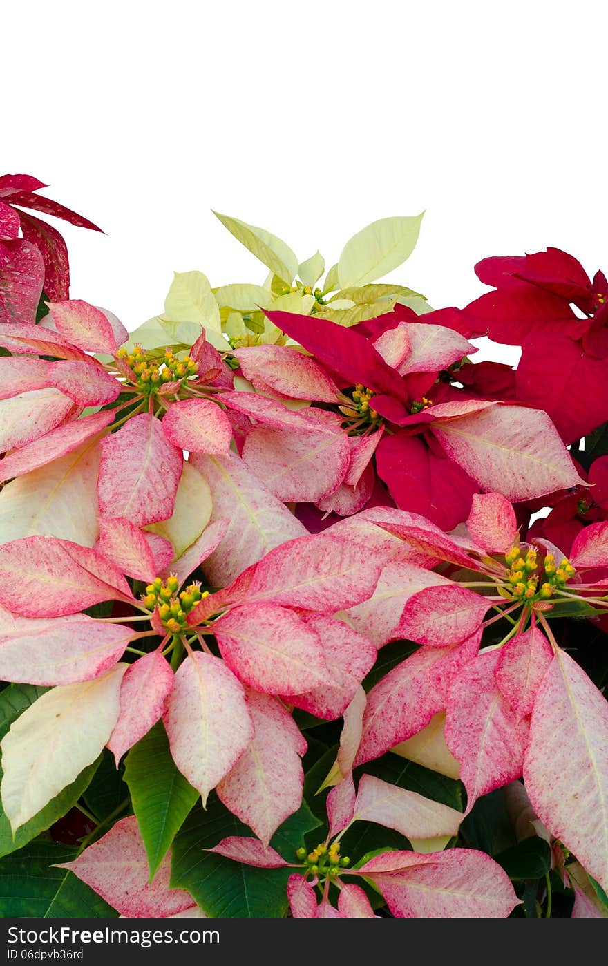 Christmas Or Poinsettia