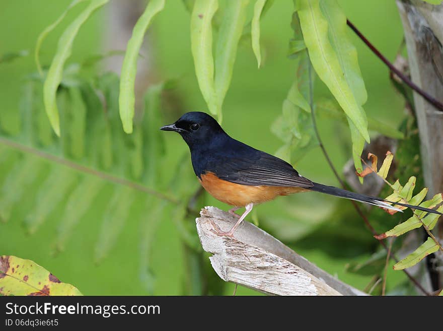 White Rumped Sharma