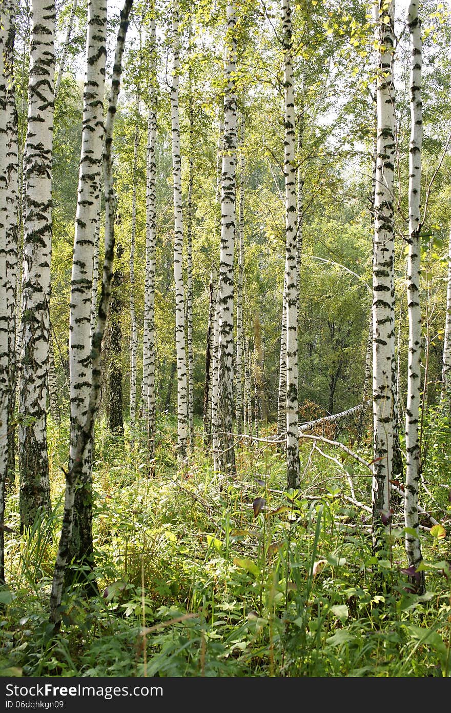 Birch wood in a sunny day. Birch wood in a sunny day.