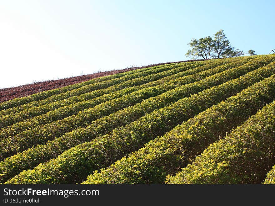 This is a photo of the hillside tea. This is a photo of the hillside tea.