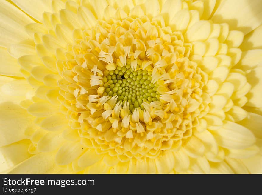 The summer in Sydney is well underway. This yellow flower was basking in the sun.