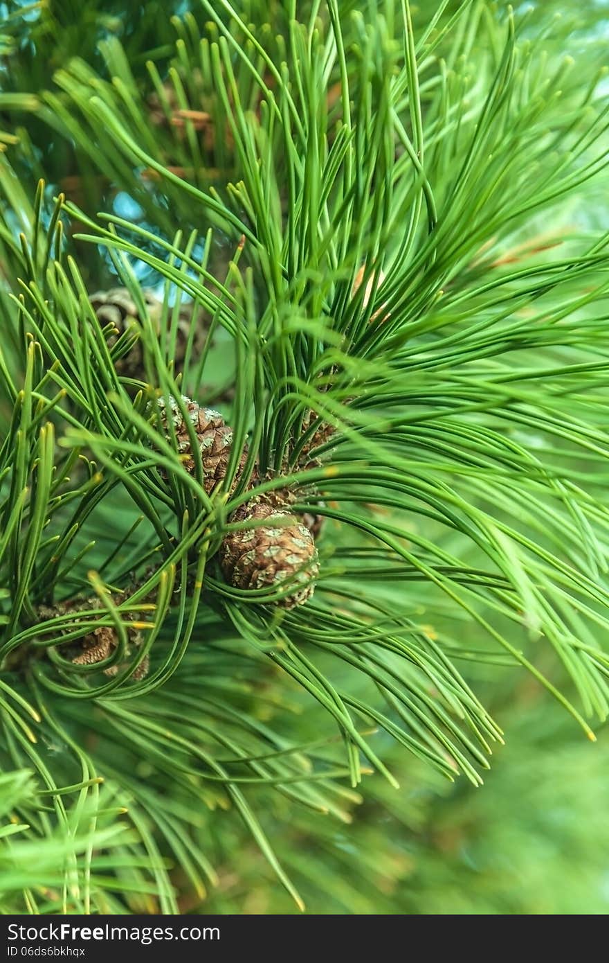 Closeup branch spruce with cones, christmas background