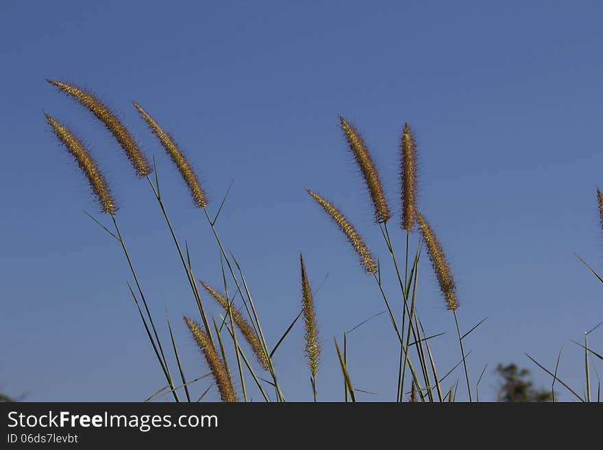 Grass field