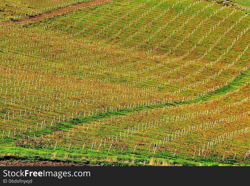 Sicilian vineyards in autumn time