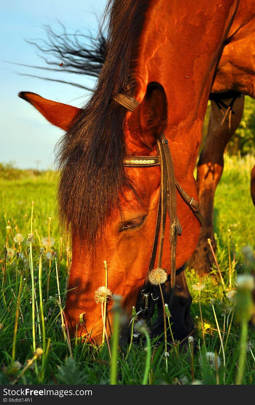 Horse Munching Grass