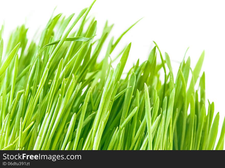 Green grass isolated on white background. Green grass isolated on white background