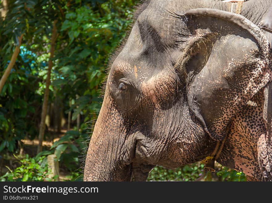 Elephant face close up on green background