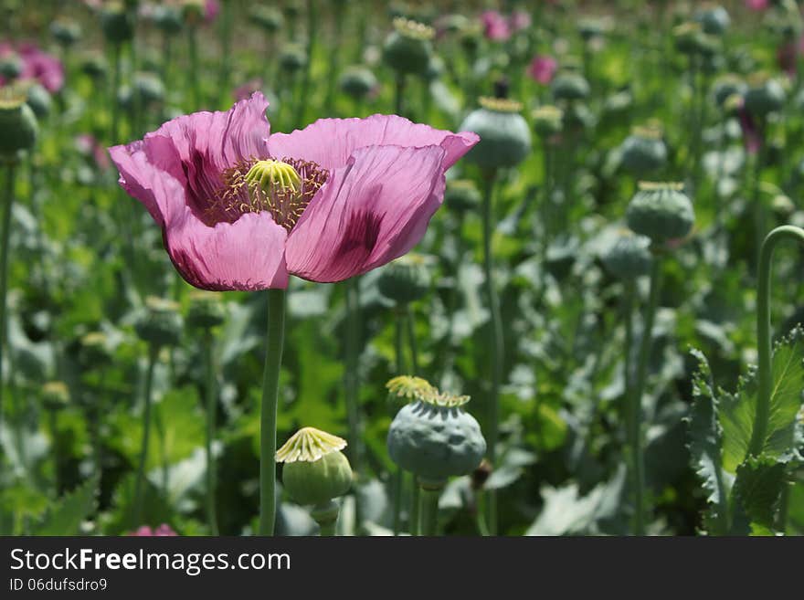 Field of poppies