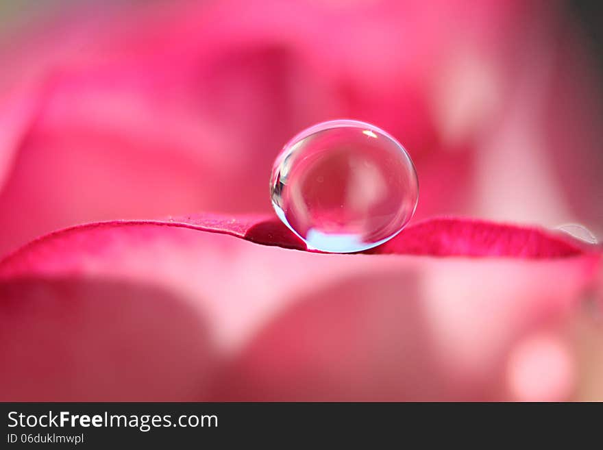 Isolated droplet on the petals