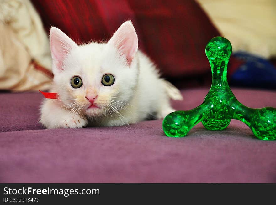 Beautiful white cat playing on the bed.