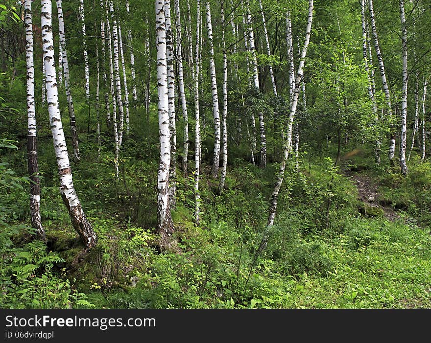 Wet mixed forest on the hillside Sinyuha. Altai Krai.