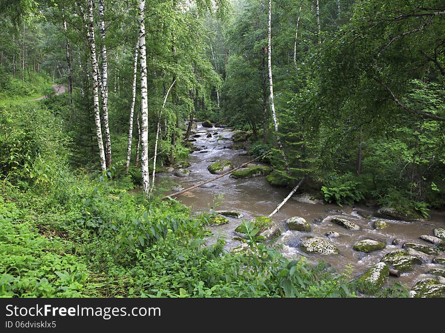 Belokurikha river in the forest on the hillside Sinyuha.