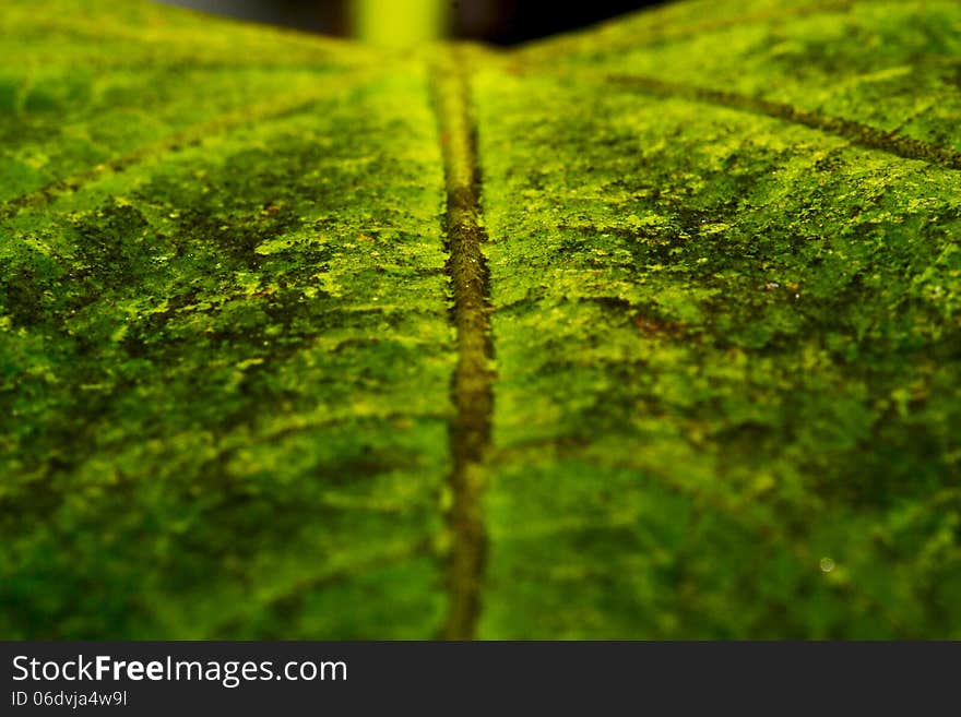 Macro photography of a green leaf. Macro photography of a green leaf.