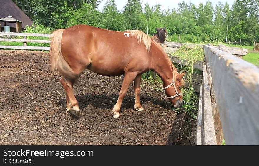 Altai horse breed in the aviary.